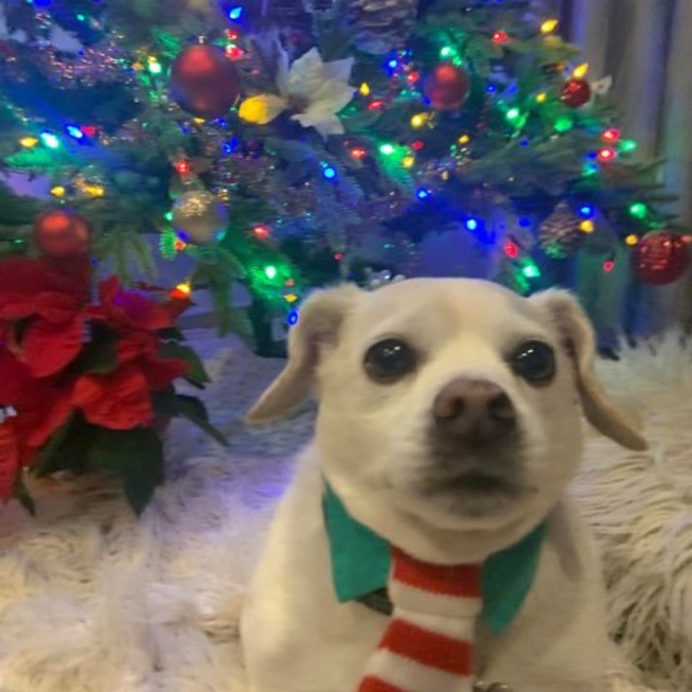 Meet your Posher, Frank